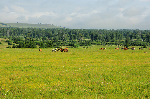 A small herd of horses graze peacefully in a clearing at the edge of a forest surrounded by high hills. Khakassia, Siberia, Russia.