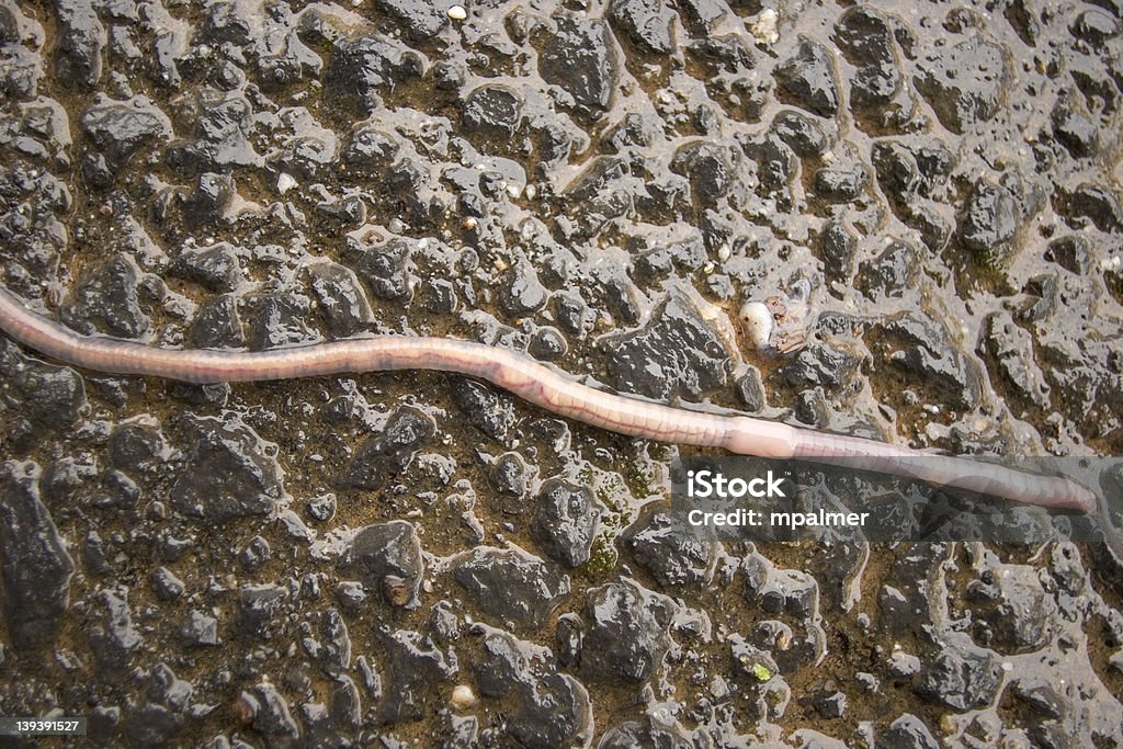 Earthworm Stock Photo - Download Image Now - Asphalt, Horizontal