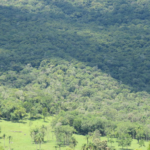 istock Tropical Forest in Brazil 1393916144