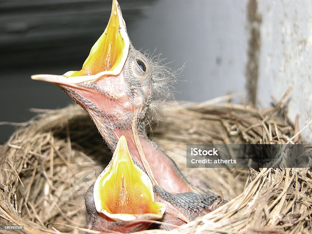 Faim bouche de bébé robins - Photo de Avoir faim libre de droits