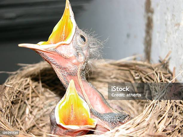Głodny Ustnej Na Baby Robins - zdjęcia stockowe i więcej obrazów Dziób - Pysk - Dziób - Pysk, Fotografika, Gniazdo zwierzęce