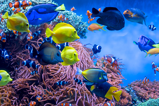 Brightly colored tropical fish, mostly tangs and clownfish, anemones and corals in a salt water aquarium.
