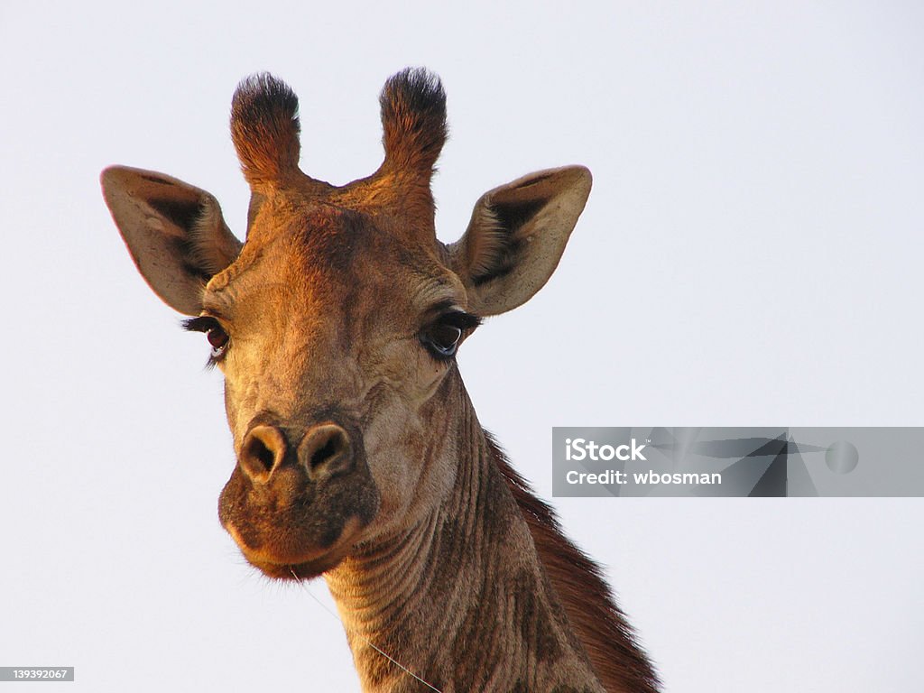 Girafa - Royalty-free Animal Foto de stock