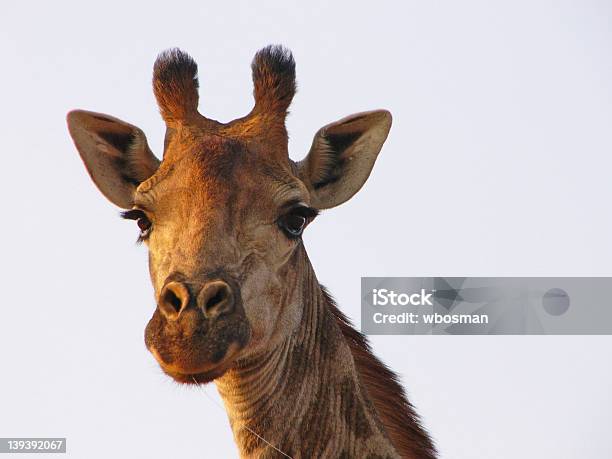 Girafa - Fotografias de stock e mais imagens de Animal - Animal, Animal selvagem, Fofo - Descrição Física