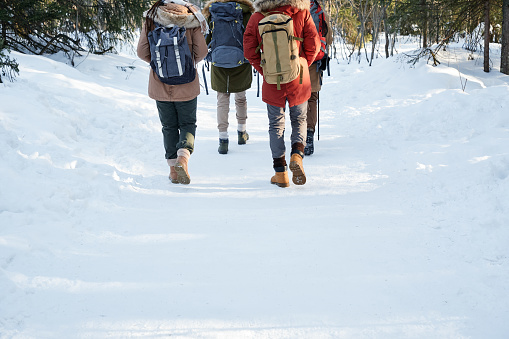 Rear view of four young people wearing backpacks walking along forest path in mountains on winter day