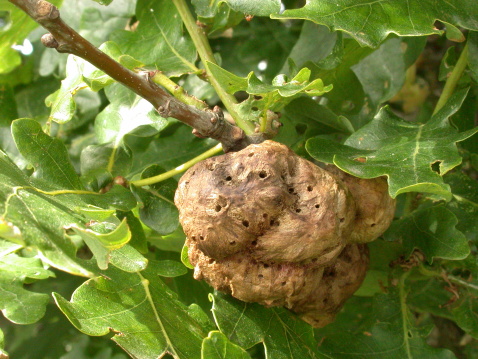 The Oak Apple gall on English Oak. This gall is produced by the larvae of a small gall wasp.