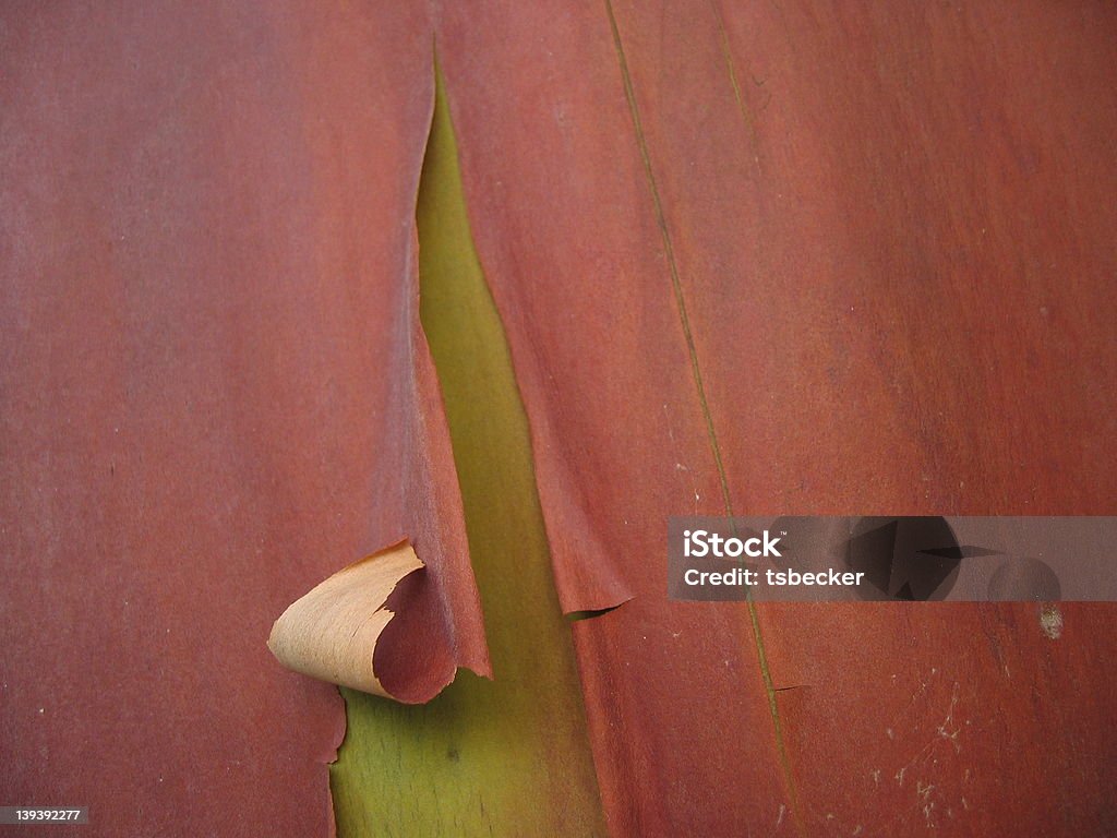 Madrone casca de árvore 2 - Foto de stock de Casca de fruta royalty-free