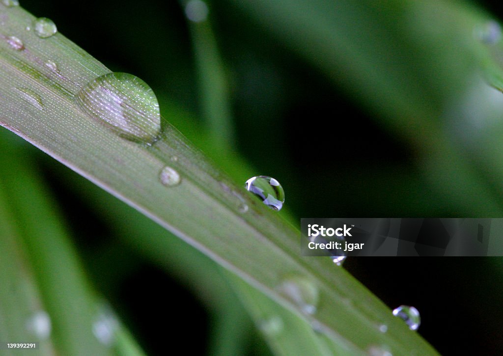 Gocce d'acqua sul filo d'erba - Foto stock royalty-free di Acqua