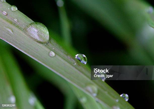 Gocce Dacqua Sul Filo Derba - Fotografie stock e altre immagini di Acqua - Acqua, Chiuso, Filo d'erba