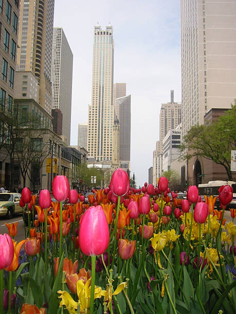 istock Flowers on the Miracle Mile, Chicago 139392371