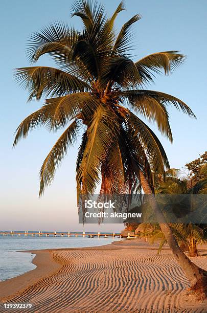 Palm Tree Foto de stock y más banco de imágenes de Aire libre - Aire libre, Arena, Cielo