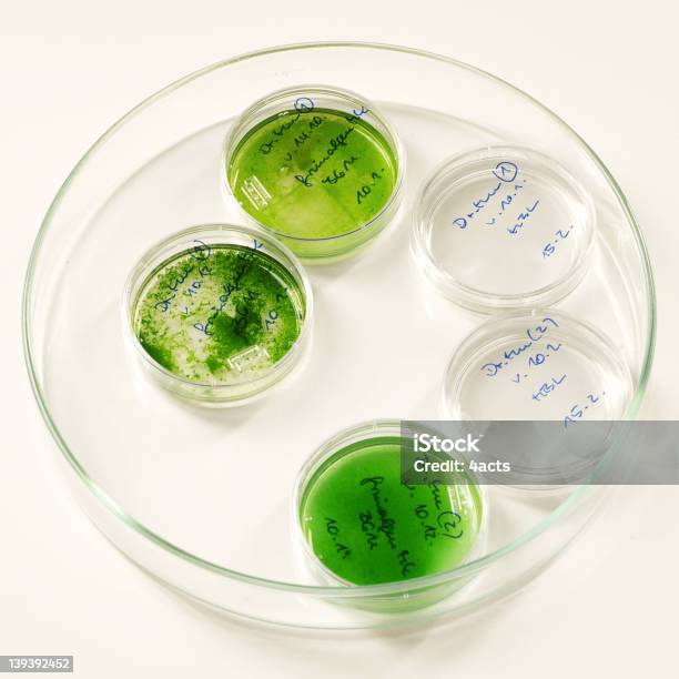 Verde Líquidos 1 - Fotografias de stock e mais imagens de Alga - Alga, Disco de Petri, Bactéria