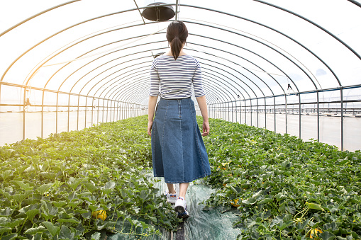 Rear view of a woman walking while managing crops in a greenhouse