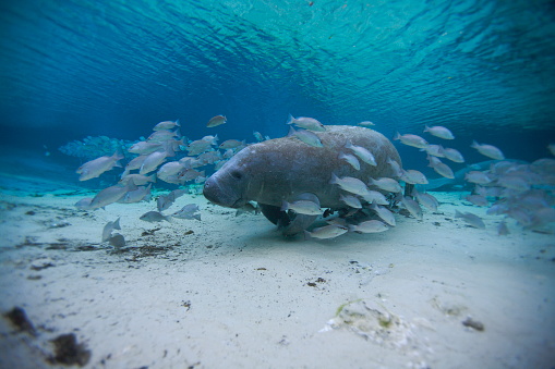 Single manatee swimming with fish