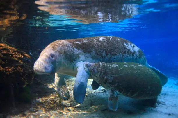 Manatees mother feeding her calf , swimming in the hot springs sanctuary from Crystal River