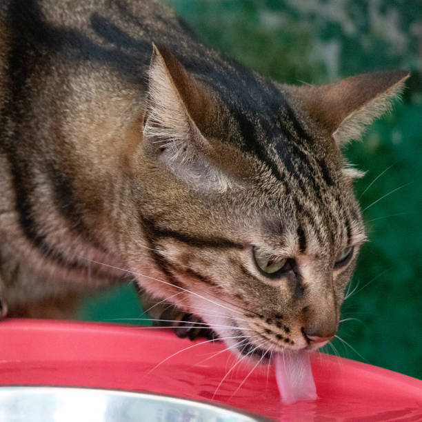 istock Brown tabby cat is licking water. The cat is drinking. 1393926529