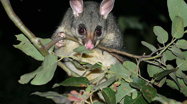 curioso oposum snooping para alimentos - opossum australia marsupial tree fotografías e imágenes de stock