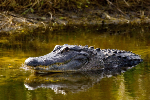 Alligator sunning