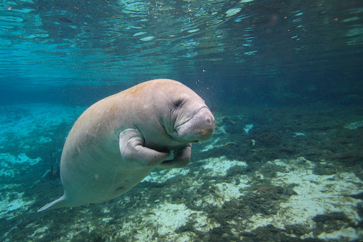 Single manatee under water  swimming in the hot springs sanctuary in Florida