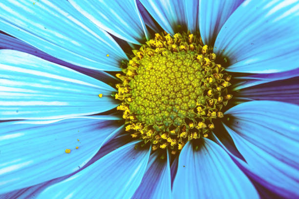 istock Vibrant blue daisy close up 1393927268
