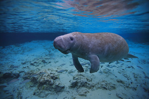 Underwater color photo of a Manatee resting just below the surface of a fresh water spring in Florida USA.