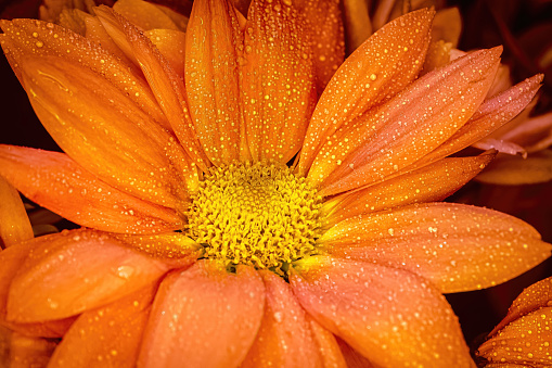 A close up macro image of orange dasies