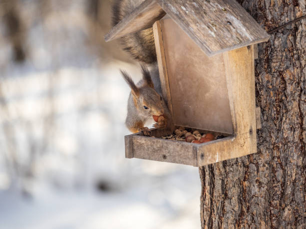 istock Grey fluffy squirrel eats nuts at the bird feeder in the winter park. 1393927585