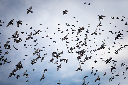 flock of speed racing pigeon flying against cloudy sky