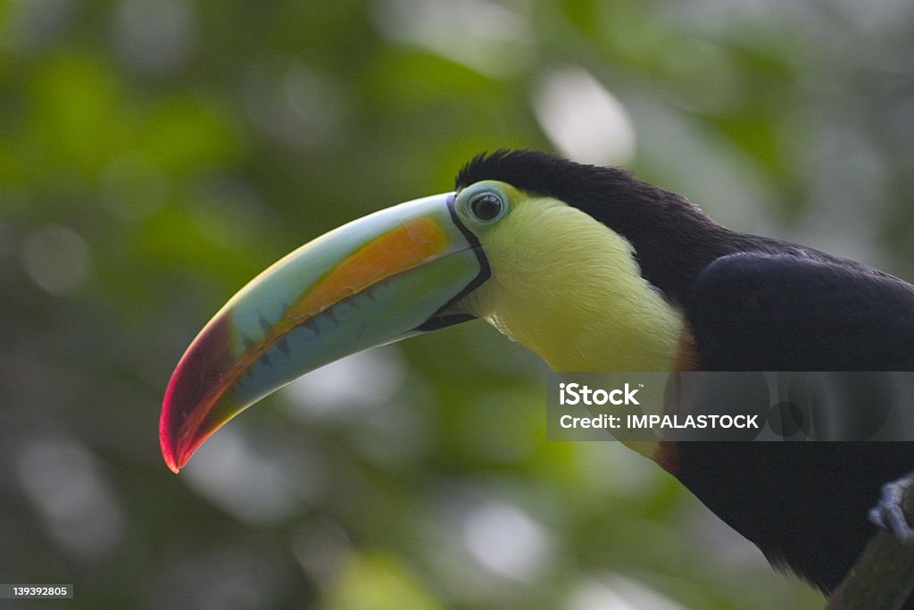 Toucan - Photo de Animaux à l'état sauvage libre de droits