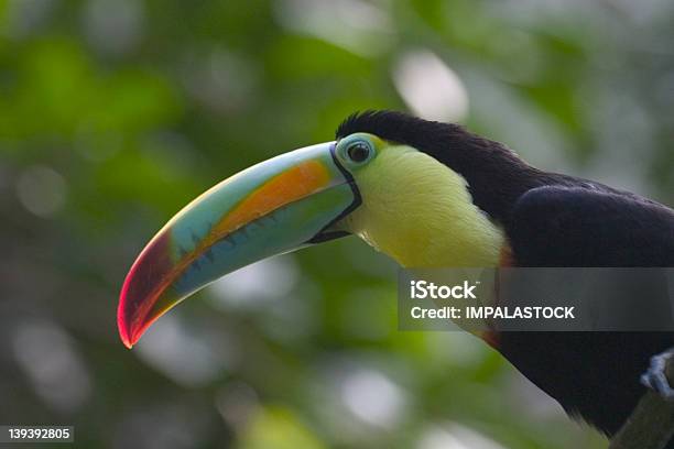 Photo libre de droit de Toucan banque d'images et plus d'images libres de droit de Animaux à l'état sauvage - Animaux à l'état sauvage, Bec, Continent américain