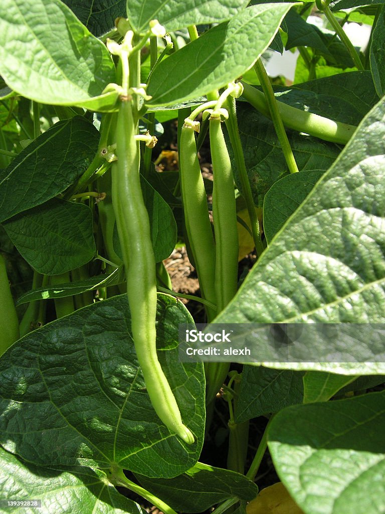 Vagem francês - Foto de stock de Alimentação Saudável royalty-free