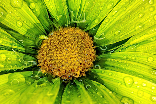 Vibrant colors of this flower with water drops