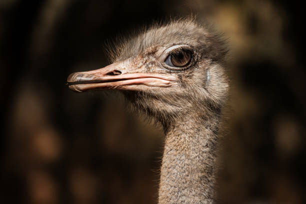 istock Ostrich in the nature 1393928475