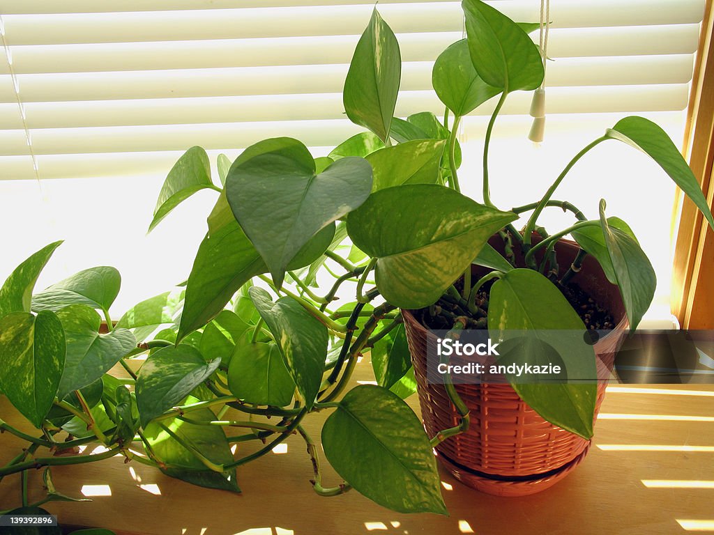 Finestra soleggiata - Foto stock royalty-free di Epipremnum aureum