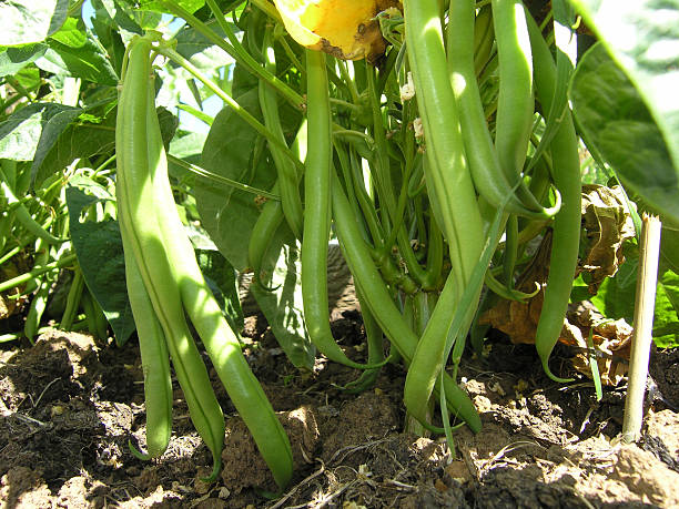 Haricots verts - Photo