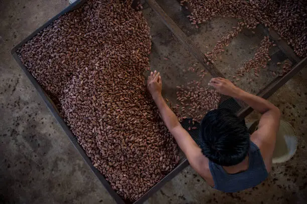 Photo of Central American Cacao Beans