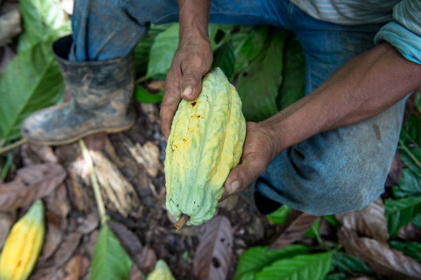 Colourful Cacao Pods right after harvest ready to be fermented and made into Chocolate