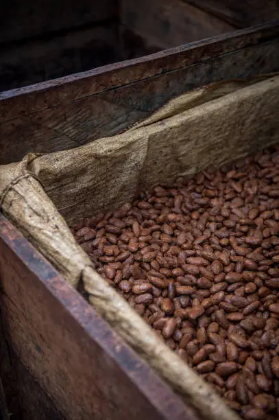 Photo of Central American Cacao Beans