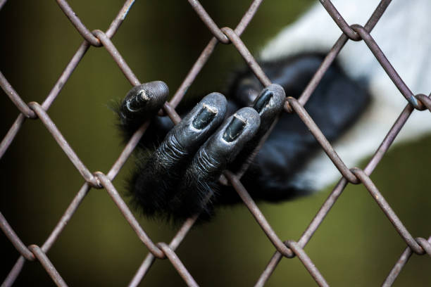 istock Finger hand of monkey in the cage 1393930394