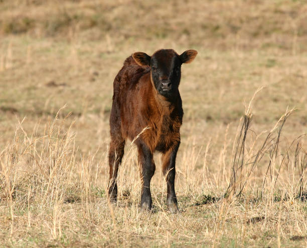 Vitello marrone nel campo - foto stock