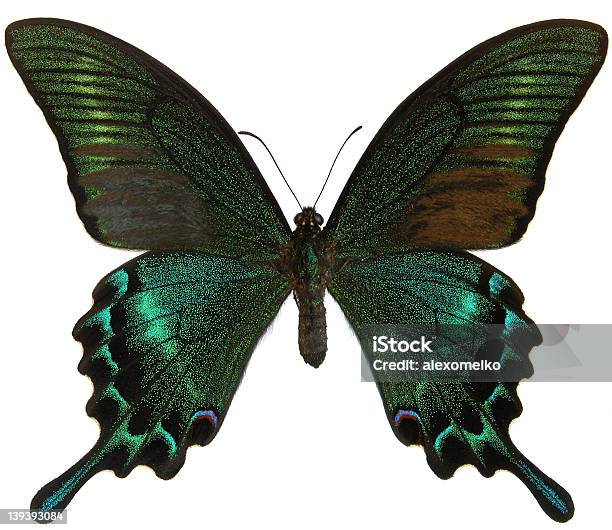Papilio Maaki - zdjęcia stockowe i więcej obrazów Białe tło - Białe tło, Biały, Bliskie zbliżenie