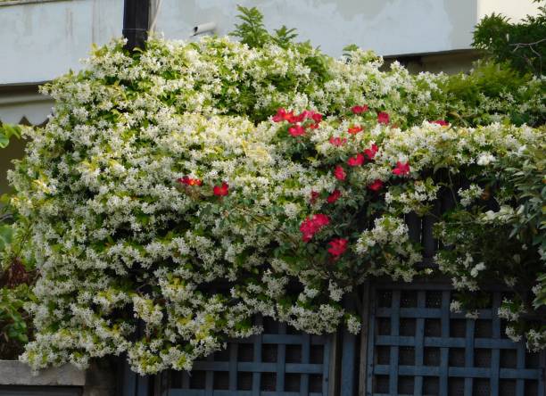 istock Southern jasmine over door 1393931253