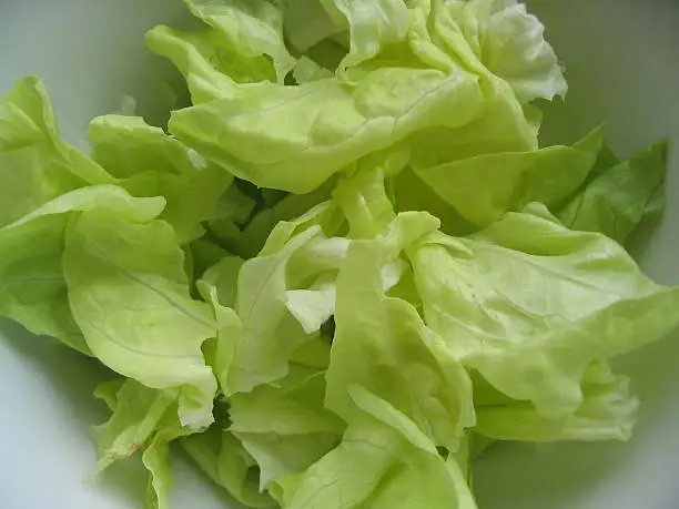 Photo of fresh lettuce in a bowl