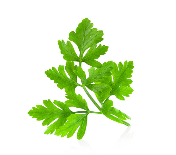 istock Fresh parsley herb isolated on white 1393931487