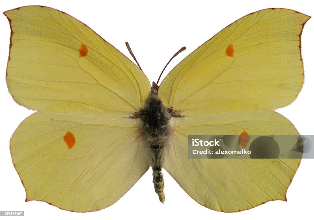 Gonepteryx rhamni - Стоковые фото Бабочка роялти-фри