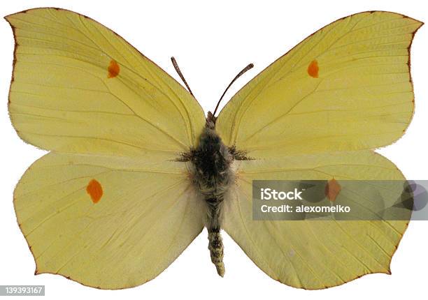 Gonepteryx Rhamni — стоковые фотографии и другие картинки Бабочка - Бабочка, Горизонтальный, Дистанционный