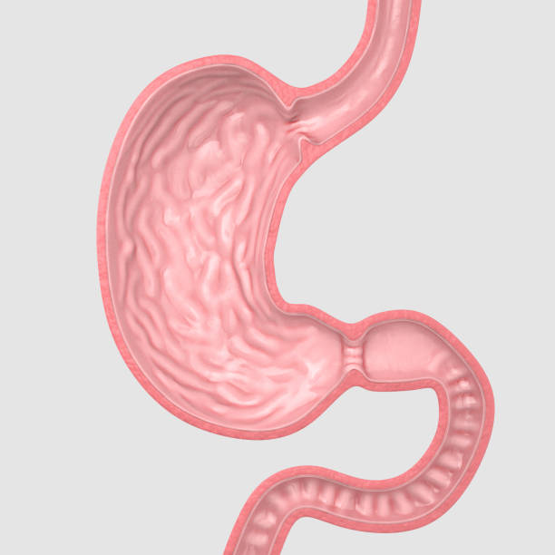 Sagittal section of human stomach stock photo