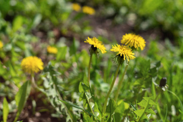 Yellow blooming spring dandelions on a background of green grass