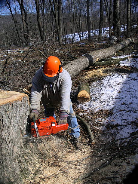 istock Chainsaw being used by lumberjack 139393423