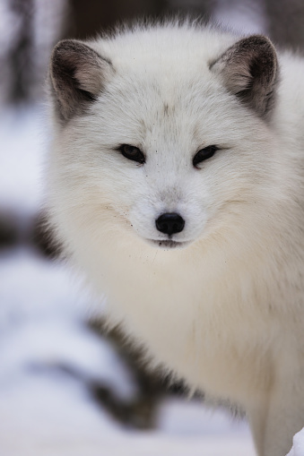 Artic fox